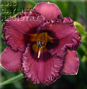 Heavenly Splendor AHS image