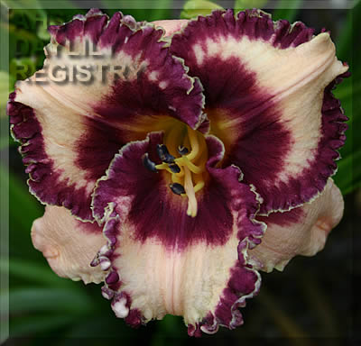 Jazzy Nights AHS image