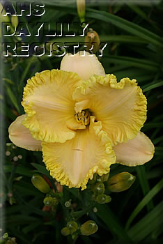American Institution AHS image