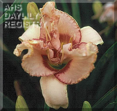 Crested French Kiss