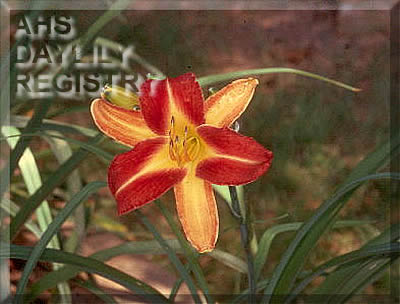 Janney O AHS image