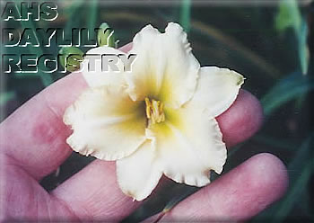 Avalon Cornish Pixie