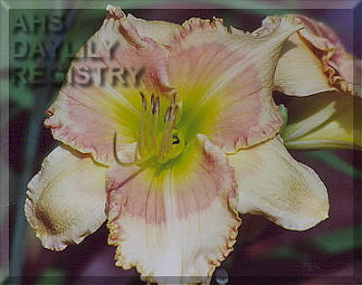 Hazy Daze AHS image