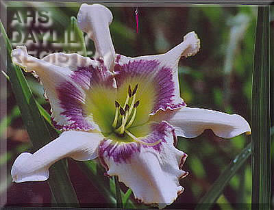 Grand Poohbah of the Hills AHS image