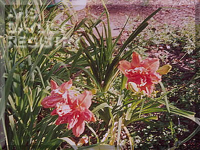 Ida Jean Sapp AHS image