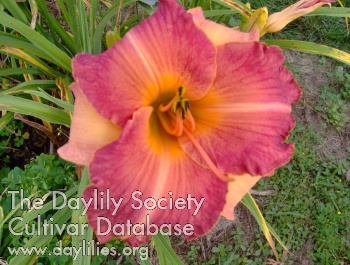 Norman's Folly AHS image