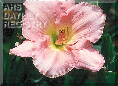 Pink Paisley AHS image