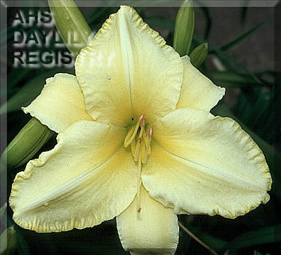 Bee's Darryl Springer AHS image
