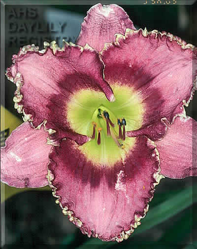 Bee's Neil Robinett AHS image