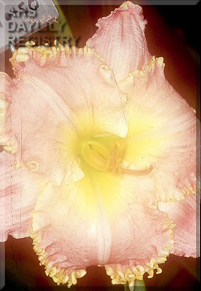Bee's Jasper Munson AHS image