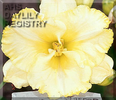 Bee's Tom Fisher AHS image