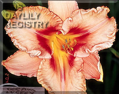 Bee's Neil Kassady AHS image