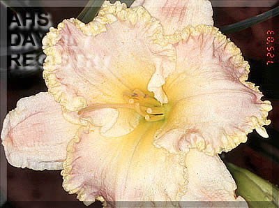 Bee's Bettie's Magic