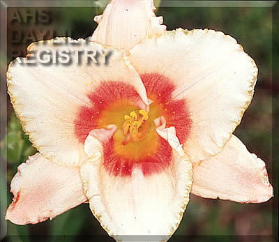 Bee's Kimberly Kay AHS image