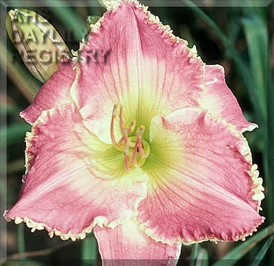 Bee's Pheep Munson AHS image