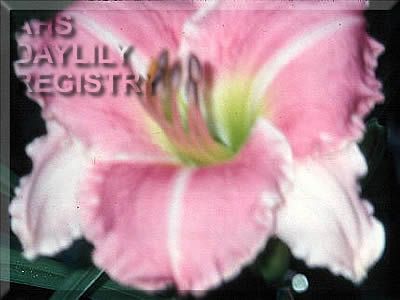 Pinegarden Tickled Pink AHS image