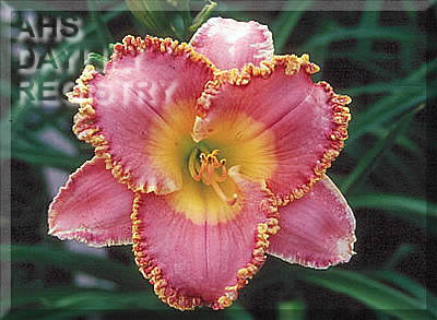Suburban Dixie Darling AHS image