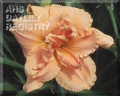 Suburban Dynamo AHS image
