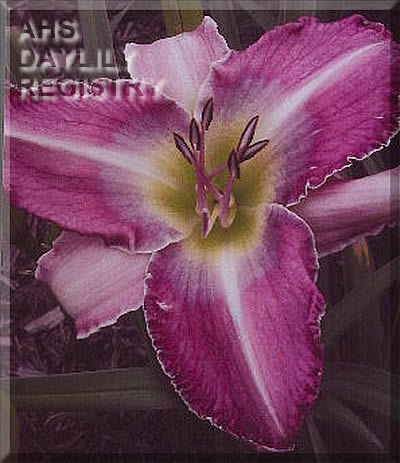 Westbourne Blue Days AHS image