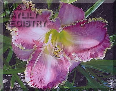 Ken Kreitzer AHS image