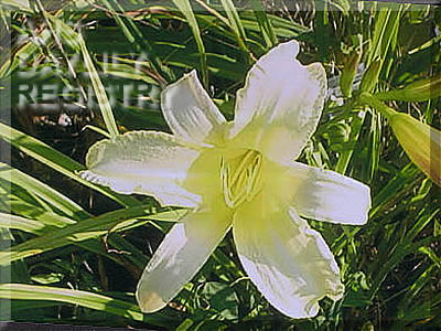 Cyola AHS image