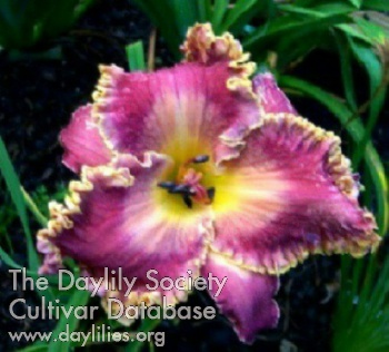 Swan Lake Beauty AHS image