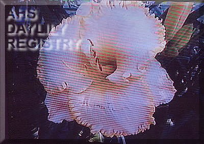 Margaret Dailey AHS image