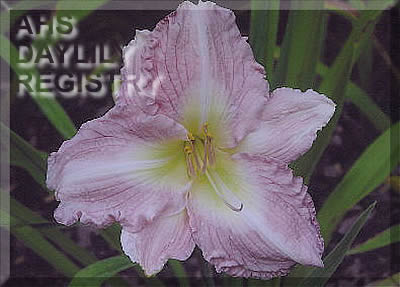 Gentle Guynelle AHS image