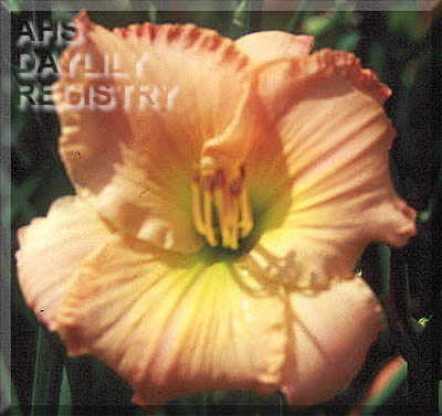 Susan Adkinson AHS image