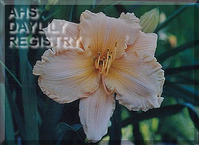 Sydney Tucker Gattis AHS image
