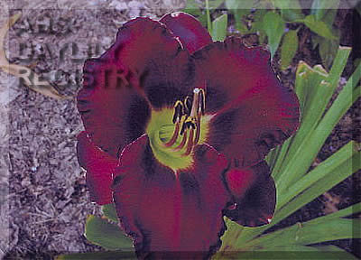 Dear Henry AHS image