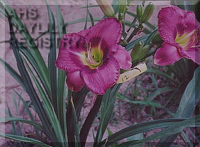 Melinda's Purple Passion AHS image