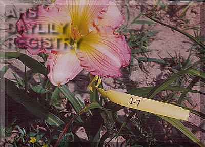 Patti's Pink Champagne AHS image