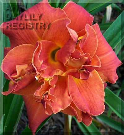 Ivan is Coming AHS image