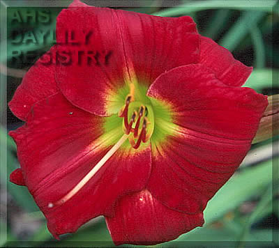 Crimson Guard AHS image