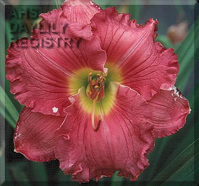 Shining Rose Beacon AHS image
