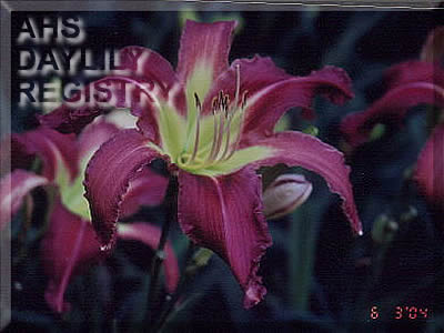 Pinegarden Super Nova AHS image