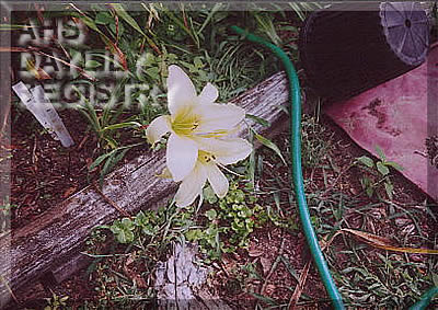 Lee Roberts AHS image