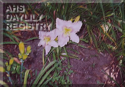 Fay Stanley AHS image