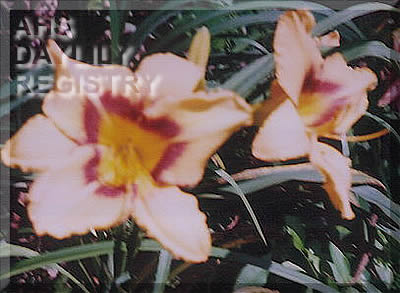 Pace Allen AHS image