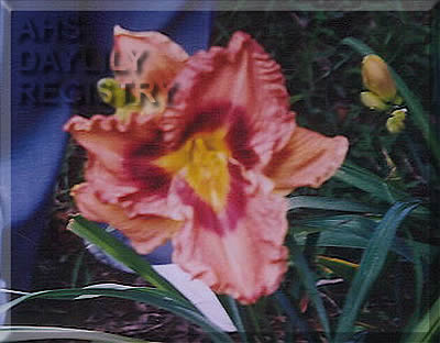 Pete Hay AHS image