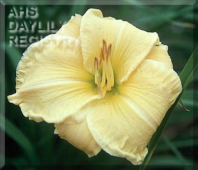 Sunshine Frolic AHS image