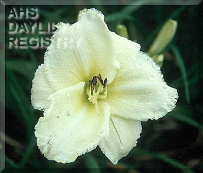 Snow Carnival AHS image