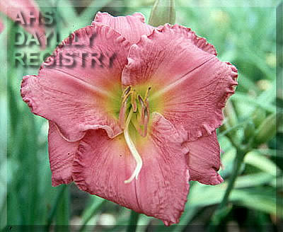 Rose Sonata AHS image
