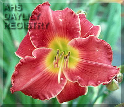 Red Fantasy AHS image