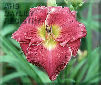 Raspberry Festival AHS image