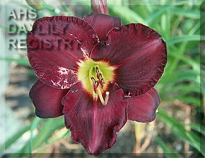 Purple Rondo AHS image
