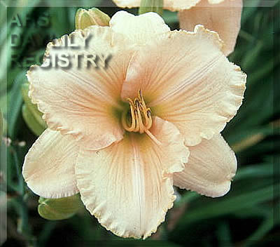 Peach Souvenir AHS image
