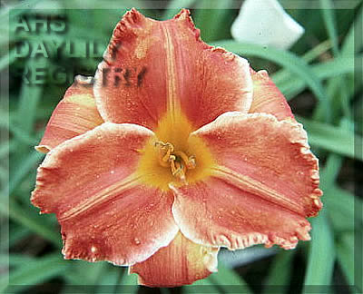 Orange Express AHS image