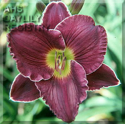 Night Edition AHS image